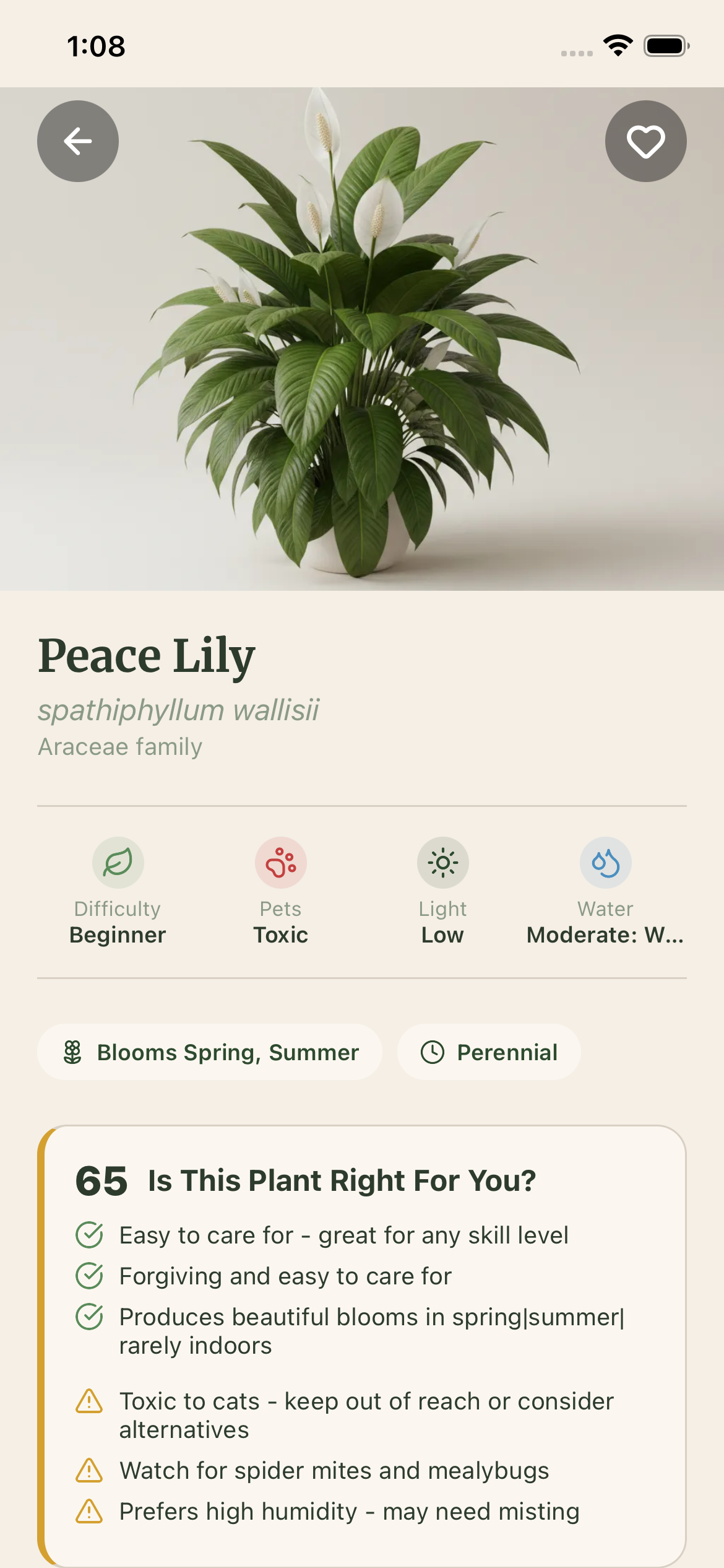 Peace Lily plant profile with care requirements and pet safety information