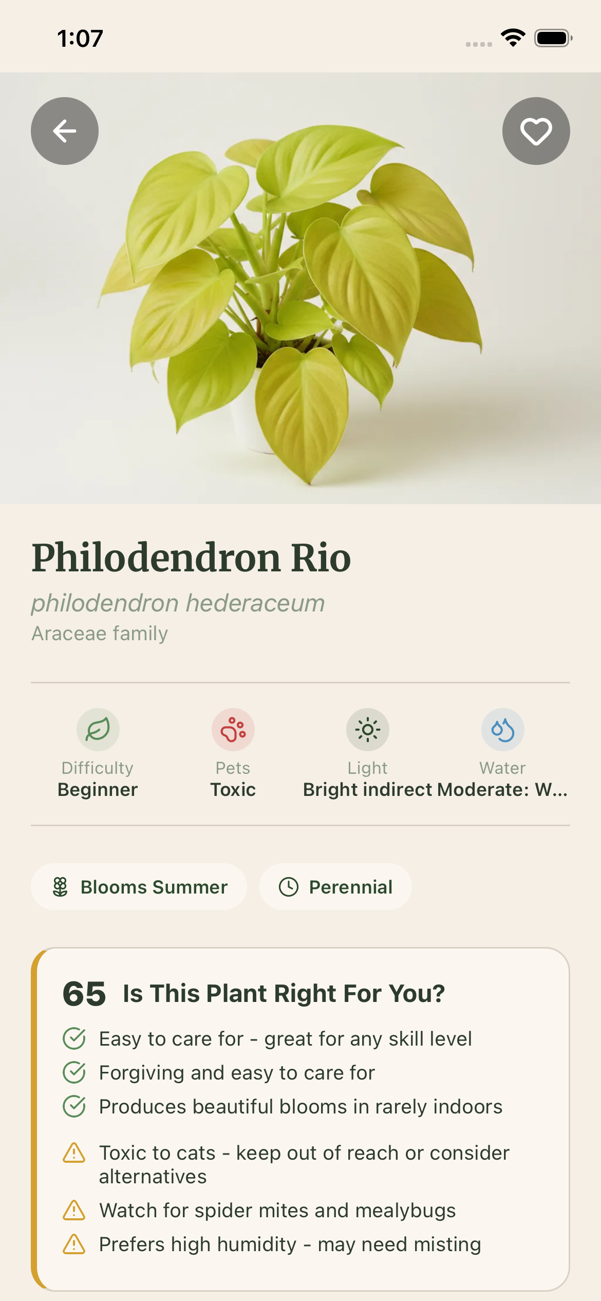 Philodendron Rio plant profile with species details and growing tips