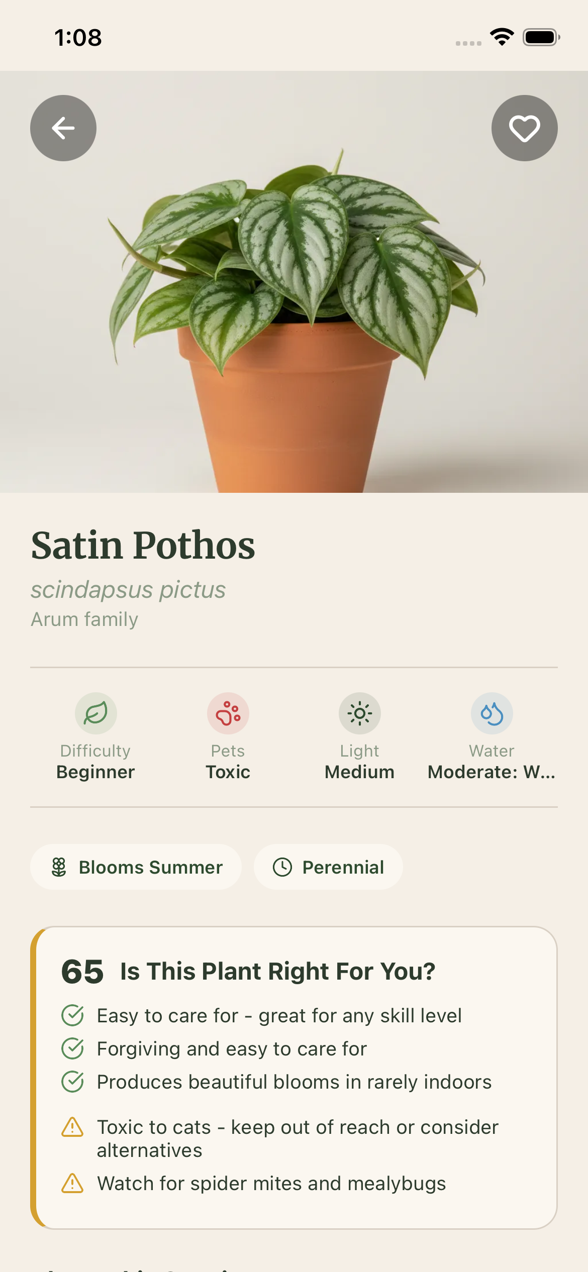 Satin Pothos plant profile with species details, care requirements, and pet toxicity warning